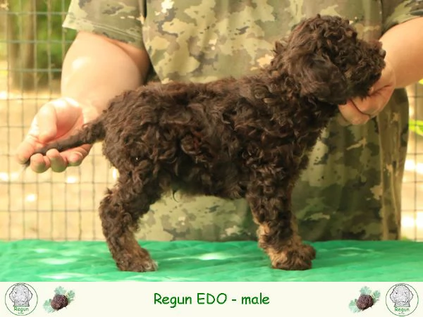 Lagotto romagnolo  cucciolo 1 | Foto 0