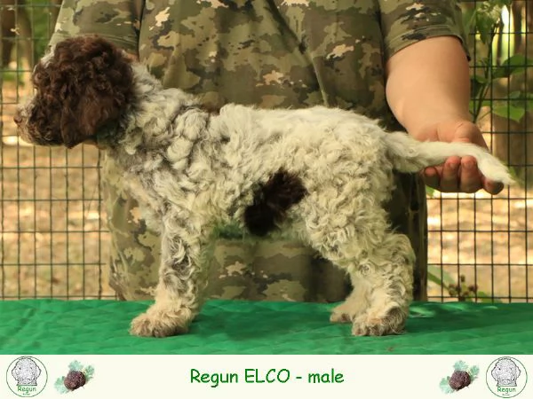 Lagotto romagnolo  cucciolo 2 | Foto 1