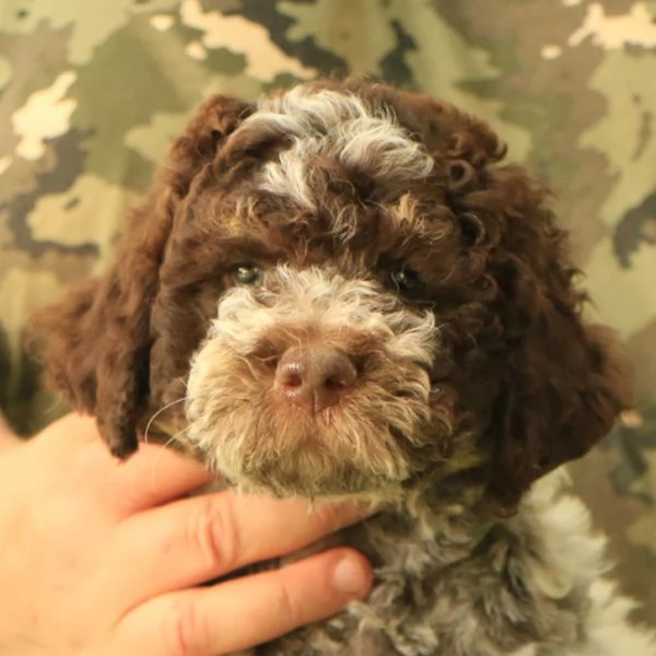 Lagotto romagnolo  cucciolo 2