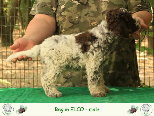 Lagotto romagnolo  cucciolo 2 | Foto 0