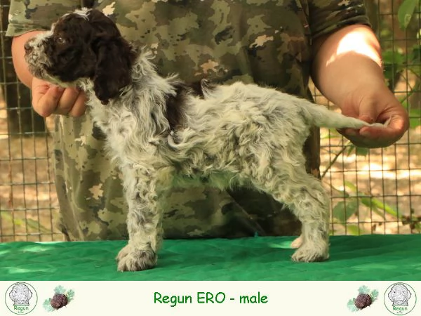 Lagotto romagnolo  cucciolo 3 | Foto 1