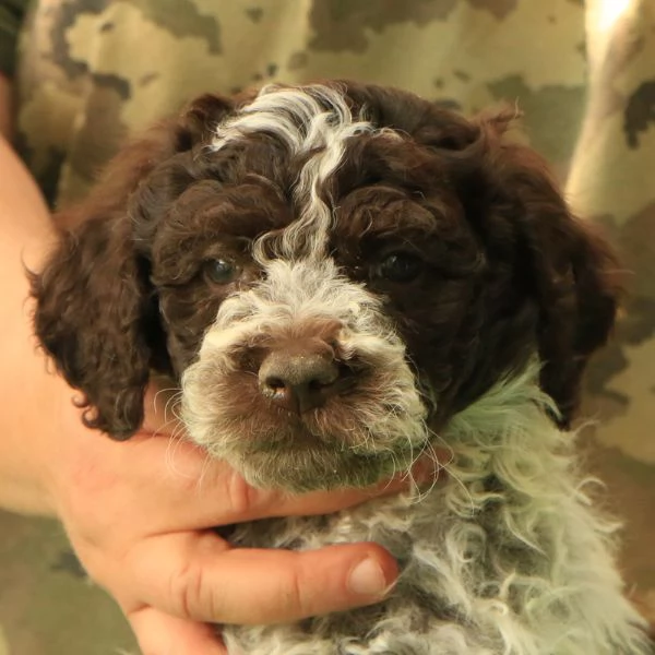 Lagotto romagnolo  cucciolo 3