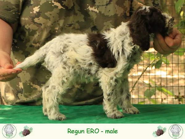 Lagotto romagnolo  cucciolo 3 | Foto 0