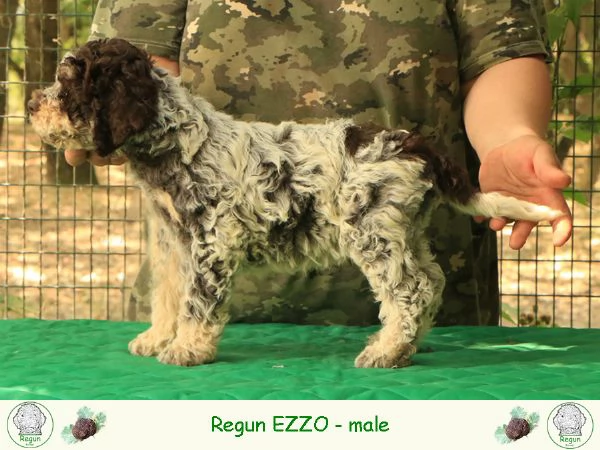 Lagotto romagnolo  cucciolo 4 | Foto 1