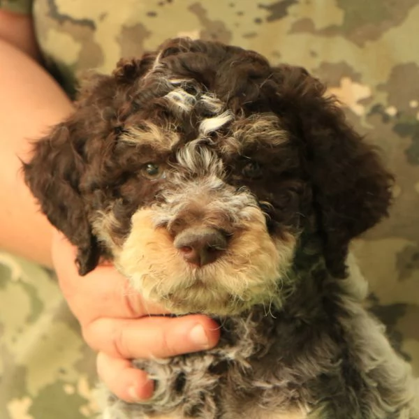 Lagotto romagnolo  cucciolo 4