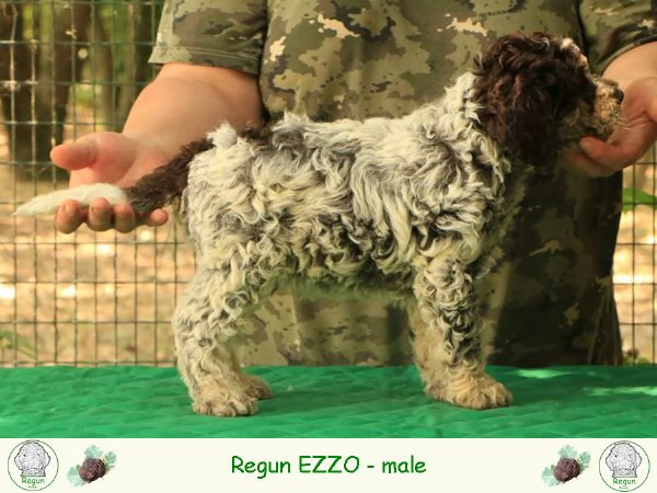 Lagotto romagnolo  cucciolo 4 | Foto 0