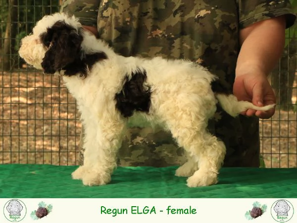 Lagotto romagnolo  cucciolo 5 | Foto 1