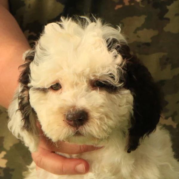 Lagotto romagnolo  cucciolo 5