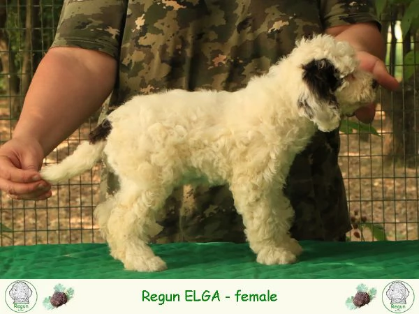 Lagotto romagnolo  cucciolo 5 | Foto 0