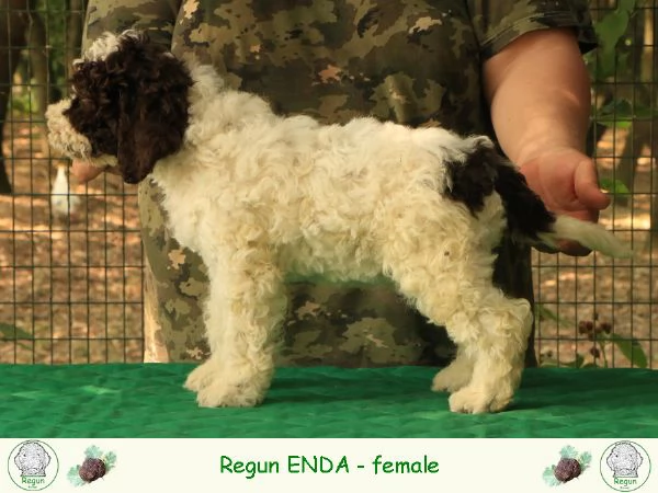 Lagotto romagnolo  cucciolo 6 | Foto 1