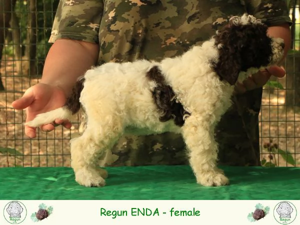 Lagotto romagnolo  cucciolo 6 | Foto 0