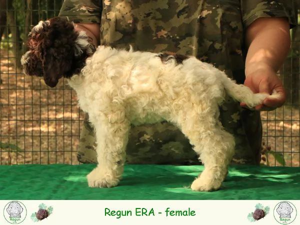 Lagotto romagnolo  cucciolo 7 | Foto 1