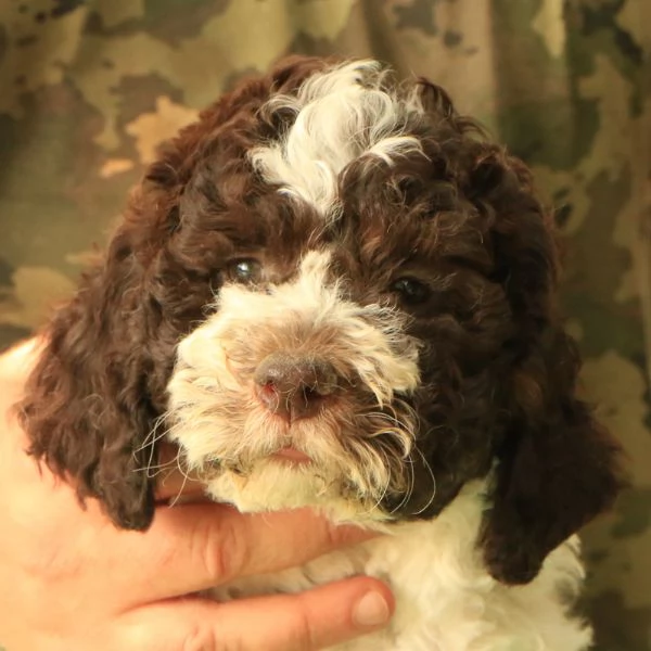 Lagotto romagnolo  cucciolo 7