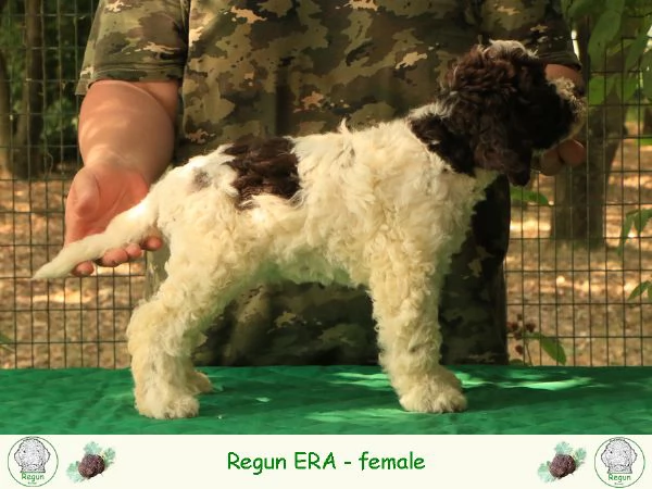 Lagotto romagnolo  cucciolo 7 | Foto 0