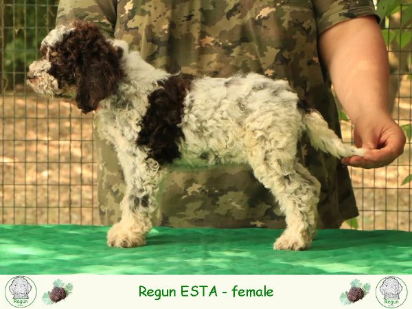 Lagotto romagnolo  cucciolo 8 | Foto 1