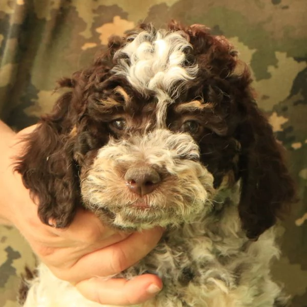 Lagotto romagnolo  cucciolo 8