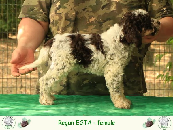 Lagotto romagnolo  cucciolo 8 | Foto 0