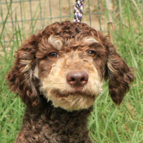 Lagotto romagnolo  maschio giovane 1 | Foto 2