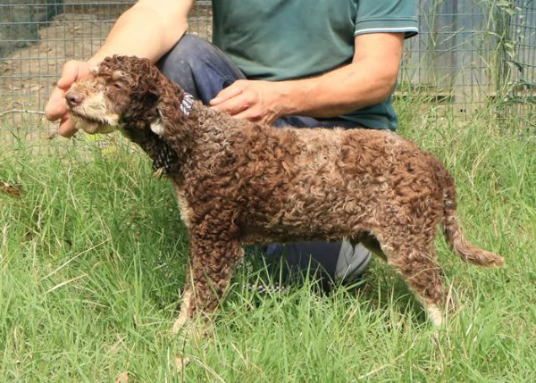 Lagotto romagnolo  maschio giovane 1