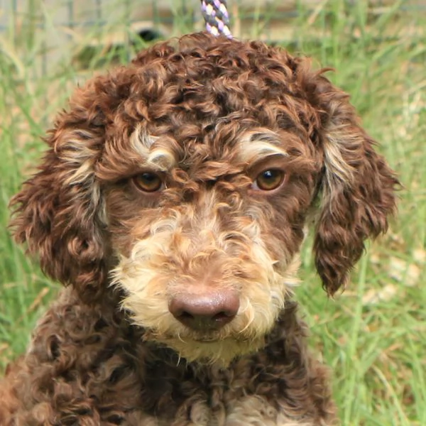Lagotto romagnolo  maschio giovane 1 | Foto 1