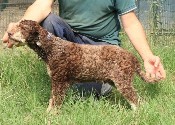 Lagotto romagnolo  maschio giovane 1 | Foto 0