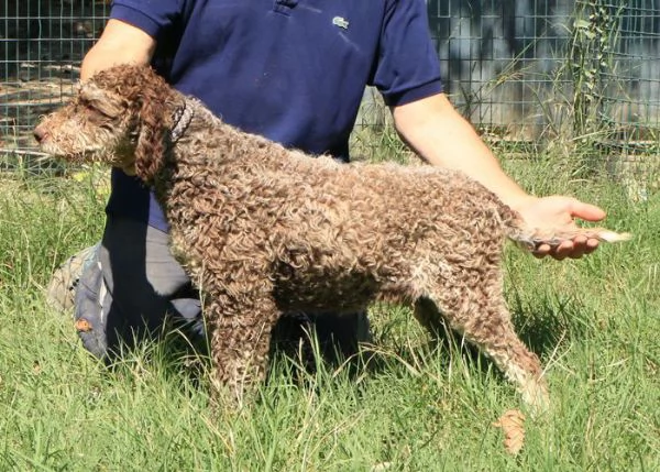 Lagotto romagnolo  maschio giovane 2 | Foto 2