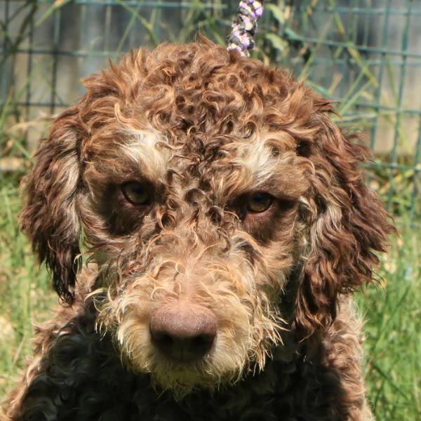 Lagotto romagnolo  maschio giovane 2