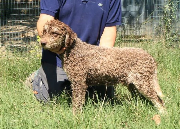 Lagotto romagnolo  maschio giovane 2 | Foto 1