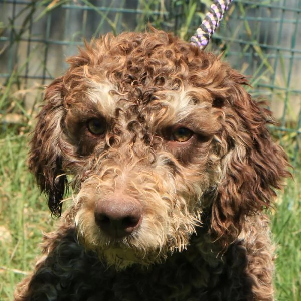 Lagotto romagnolo  maschio giovane 2 | Foto 0