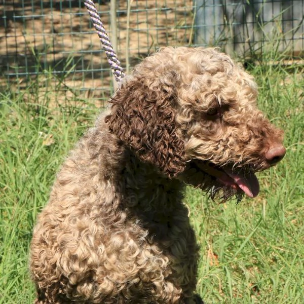Lagotto romagnolo  maschio adulto 1 | Foto 4