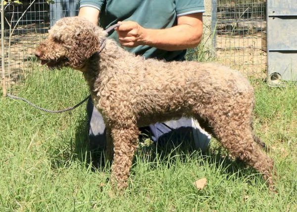 Lagotto romagnolo  maschio adulto 1 | Foto 3
