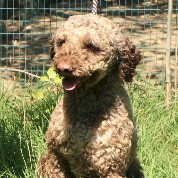 Lagotto romagnolo  maschio adulto 1 | Foto 2