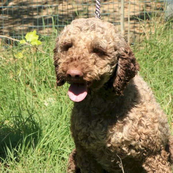 Lagotto romagnolo  maschio adulto 1 | Foto 1