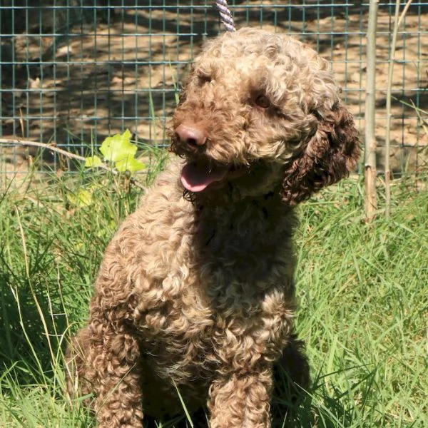 Lagotto romagnolo  maschio adulto 1