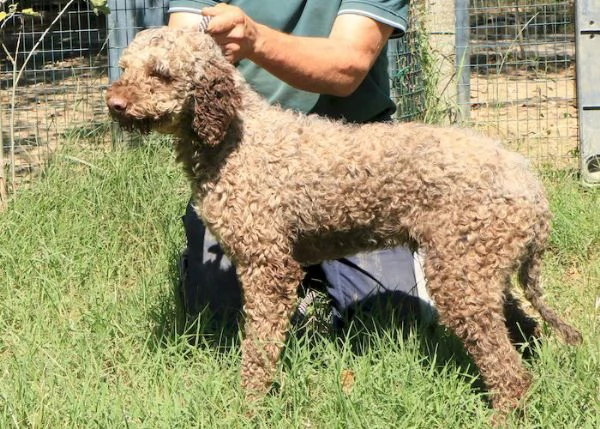 Lagotto romagnolo  maschio adulto 1 | Foto 0