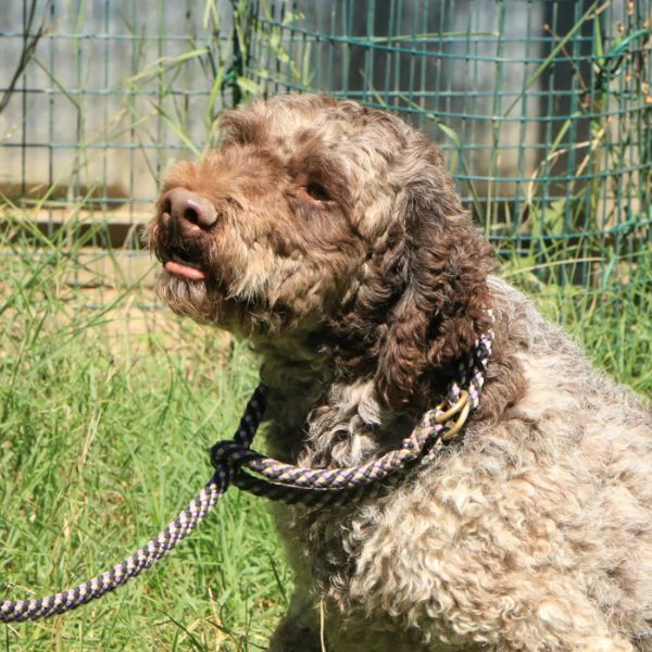 Lagotto romagnolo  maschio adulto 2 | Foto 4