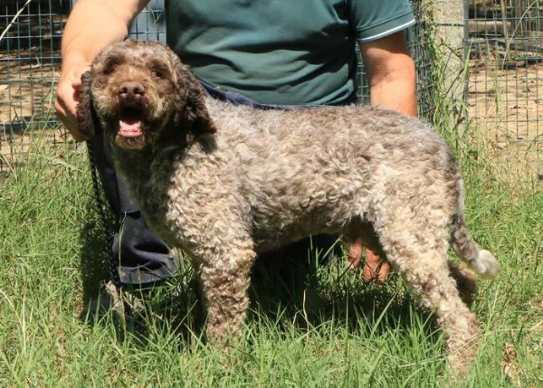 Lagotto romagnolo  maschio adulto 2 | Foto 3