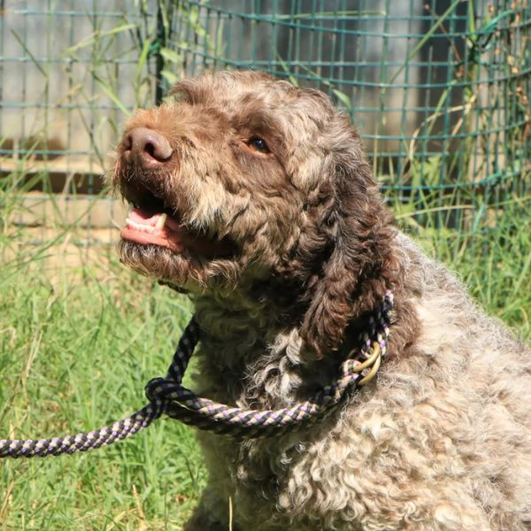 Lagotto romagnolo  maschio adulto 2 | Foto 2