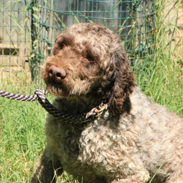 Lagotto romagnolo  maschio adulto 2 | Foto 1