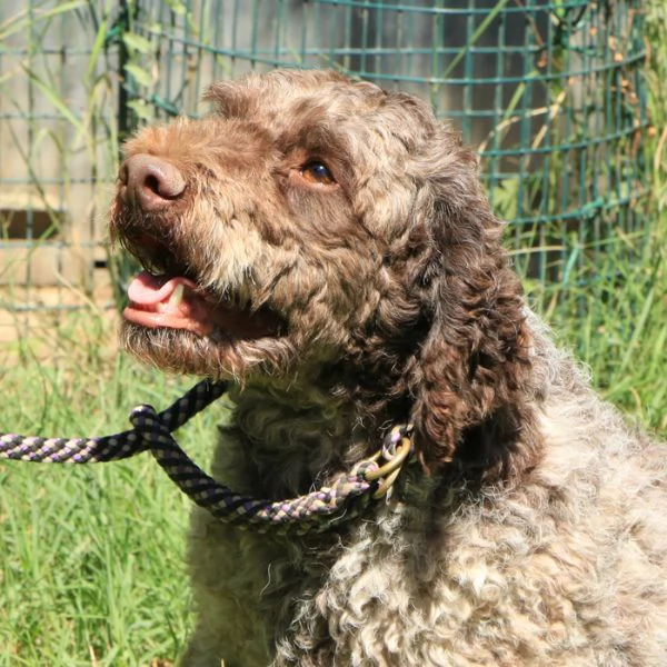 Lagotto romagnolo  maschio adulto 2