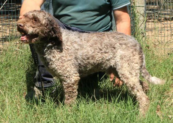 Lagotto romagnolo  maschio adulto 2 | Foto 0