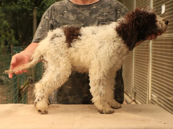 Lagotto romagnolo  cucciolo femmina | Foto 2