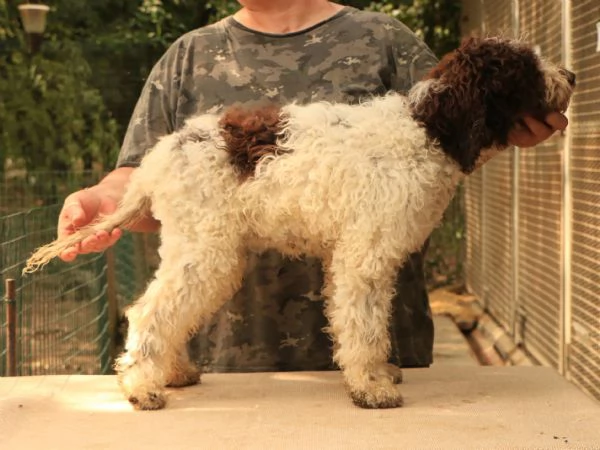 Lagotto romagnolo  cucciolo femmina | Foto 1