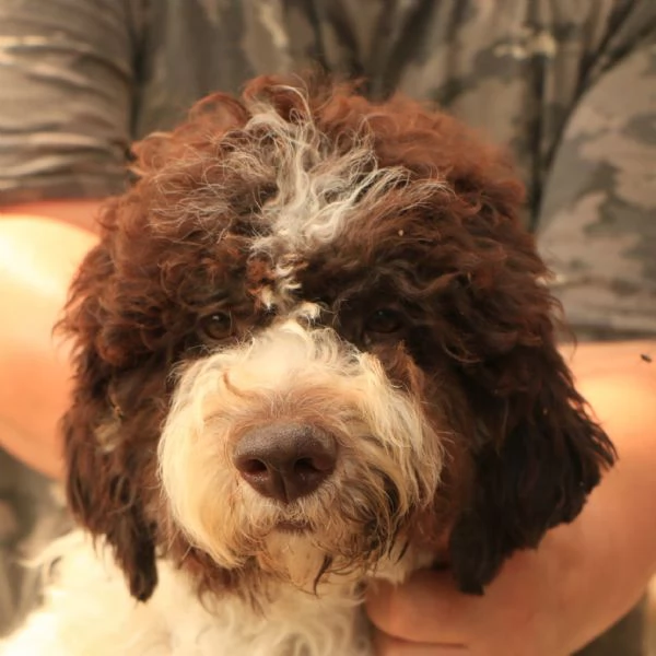 Lagotto romagnolo  cucciolo femmina | Foto 0