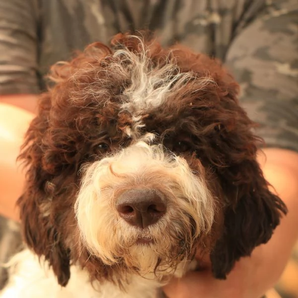Lagotto romagnolo  cucciolo femmina