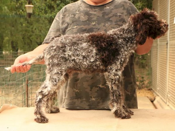 Lagotto romagnolo  cucciolo maschio 1 | Foto 2