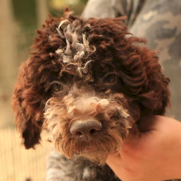 Lagotto romagnolo  cucciolo maschio 1 | Foto 1