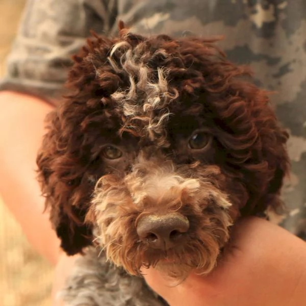 Lagotto romagnolo  cucciolo maschio 1
