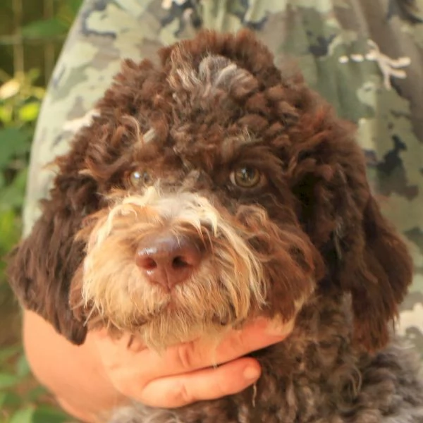 Lagotto romagnolo  cucciolo maschio 2 | Foto 2
