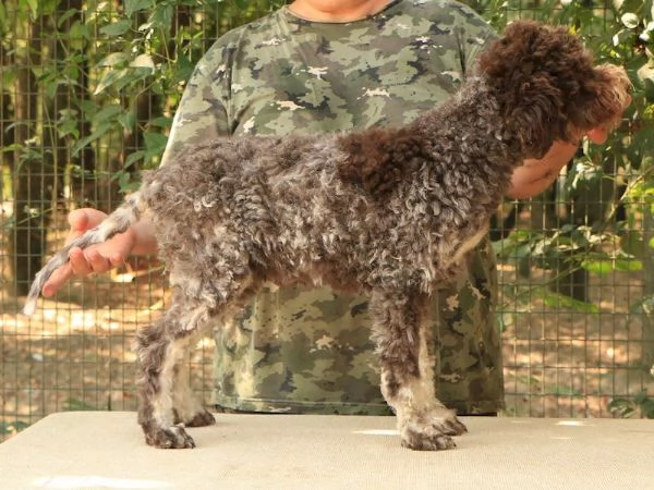 Lagotto romagnolo  cucciolo maschio 2 | Foto 1